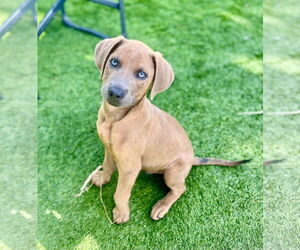 Medium Photo #4 Golden Labrador Puppy For Sale in Royal Palm Beach, FL, USA