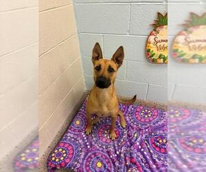 German Shepherd Dog Dogs for adoption in Brighton, CO, USA