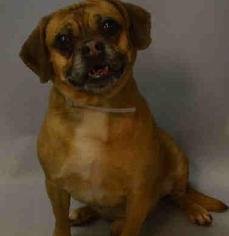 Puggle Dogs for adoption in NYC, NY, USA