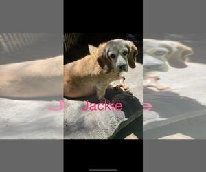 Beagle Dogs for adoption in danville, CA, USA