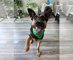 German Shepherd Dog Dogs for adoption in Santa Maria, CA, USA