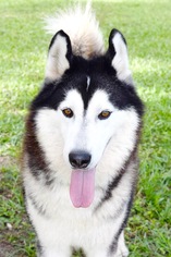 Alaskan Malamute Dogs for adoption in Jupiter, FL, USA