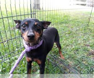 Miniature Pinscher Dogs for adoption in Houston, TX, USA