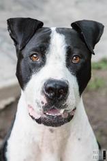 Great Dane-Unknown Mix Dogs for adoption in Lockport, NY, USA
