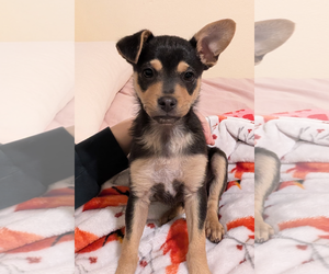 Chihuahua-Unknown Mix Dogs for adoption in Bellevue, WA, USA