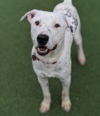 Dalmatian Dogs for adoption in San Francisco, CA, USA