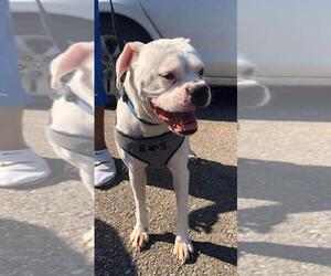 Boxer Dogs for adoption in Marrero, LA, USA