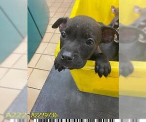 American Pit Bull Terrier Dogs for adoption in West Palm Beach, FL, USA