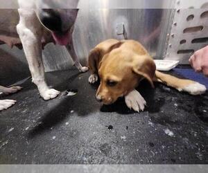 American Staffordshire Terrier-Unknown Mix Dogs for adoption in San Antonio, TX, USA