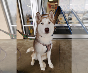 Siberian Husky-Unknown Mix Dogs for adoption in Bethesda, MD, USA