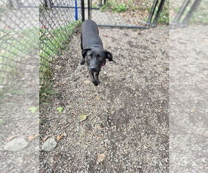 Mutt Dogs for adoption in Elmsford, NY, USA