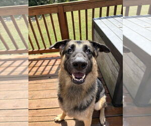 German Shepherd Dog-Unknown Mix Dogs for adoption in La Grange , NC, USA