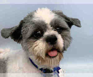 Shih Tzu Dogs for adoption in Fort Collins, CO, USA