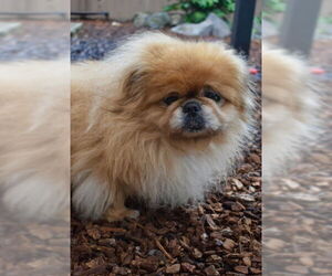 Pekingese Dogs for adoption in Sequim, WA, USA