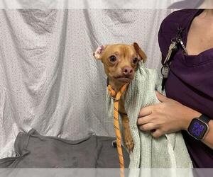 Chihuahua Dogs for adoption in Modesto, CA, USA