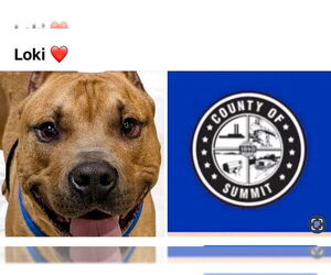 American Pit Bull Terrier Dogs for adoption in Akron, OH, USA