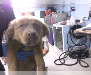 Australian Shepherd-Unknown Mix Dogs for adoption in Tallahassee, FL, USA