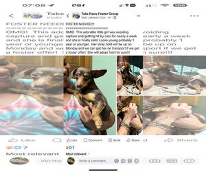 Dachshund Dogs for adoption in New Orleans, LA, USA