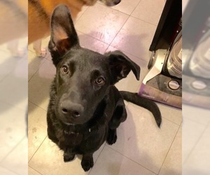 Sheprador Dogs for adoption in Houston, TX, USA