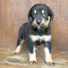 Labrador Retriever Dogs for adoption in Fredericksburg, TX, USA