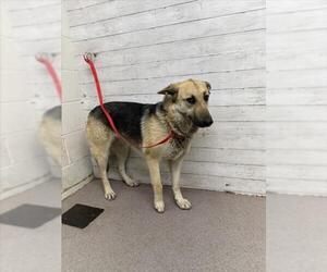 German Shepherd Dog Dogs for adoption in San Bernardino, CA, USA