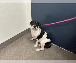 Bulldog-Unknown Mix Dogs for adoption in HESPERIA, CA, USA