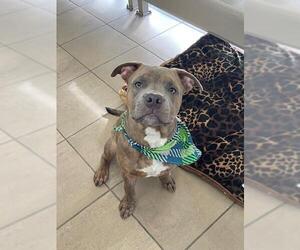 American Pit Bull Terrier Dogs for adoption in Lee's Summit, MO, USA