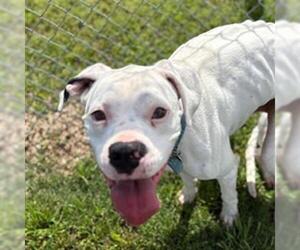 Boxer Dogs for adoption in Tulsa, OK, USA