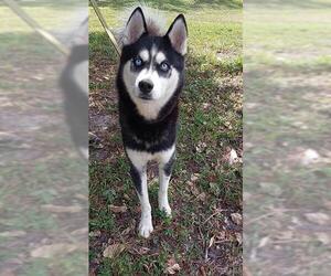 Siberian Husky Dogs for adoption in Fort Lauderdale, FL, USA