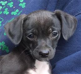 Rat-Cha Dogs for adoption in Pleasanton, CA, USA