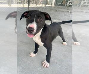 American Pit Bull Terrier Dogs for adoption in Naples, FL, USA