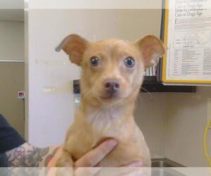Chihuahua Dogs for adoption in Sacramento, CA, USA