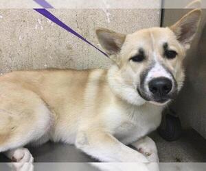 Siberian Husky-Unknown Mix Dogs for adoption in Riverside, CA, USA