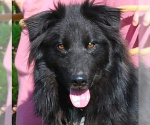 Border Collie Dogs for adoption in Chesapeake City, MD, USA