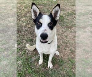 Mutt Dogs for adoption in San Antonio, TX, USA