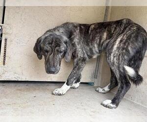 Anatolian Shepherd-Unknown Mix Dogs for adoption in Oklahoma City, OK, USA