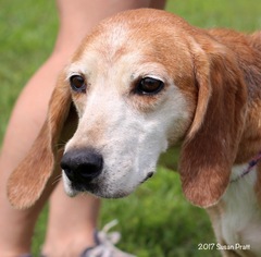 English Foxhound Dogs for adoption in Bedford, VA, USA