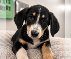 Australian Shepherd-Unknown Mix Dogs for adoption in Sterling, MA, USA