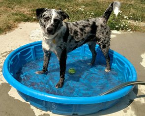 Catahoula Leopard Dog Dogs for adoption in Priest River, ID, USA