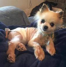 Pomeranian Dogs for adoption in Salt Lake City, UT, USA