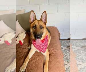 German Shepherd Dog Dogs for adoption in San Leon, TX, USA