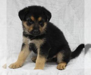 Mutt Dogs for adoption in Thief River Falls, MN, USA
