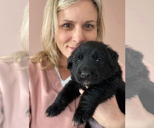 Labrador Retriever-Unknown Mix Dogs for adoption in San Diego, CA, USA