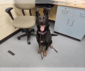 German Shepherd Dog Dogs for adoption in Denver, CO, USA