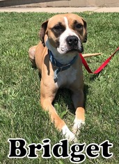 Bullboxer Pit Dogs for adoption in Tremont, IL, USA
