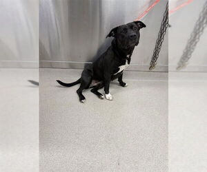 Labrador Retriever-Unknown Mix Dogs for adoption in Fairbanks, AK, USA