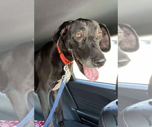 Great Dane Dogs for adoption in Bullard, TX, USA
