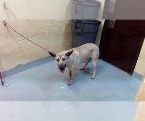 Medium Photo #1 German Shepherd Dog Puppy For Sale in Tulsa, OK, USA