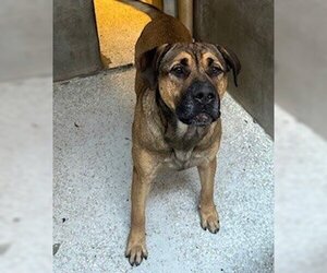 German Shepherd Dog-Mastiff Mix Dogs for adoption in Lodi, CA, USA
