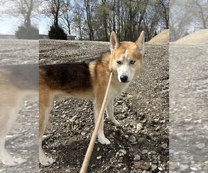 German Shepherd Dog-Siberian Husky Mix Dogs for adoption in Evansville, IN, USA